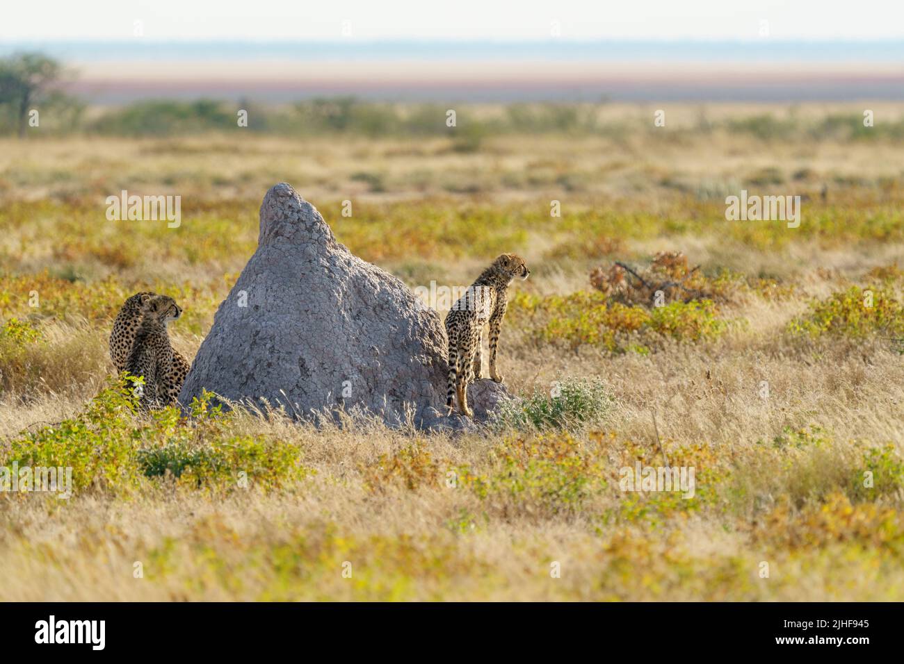 2 giovani Cheetah giocano intorno alla loro madre e termite collina. Parco Nazionale di Etosha, Namibia, Africa Foto Stock