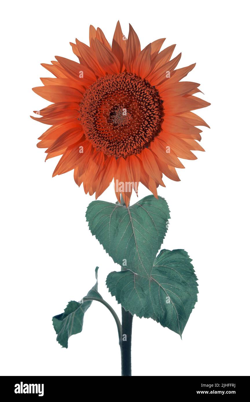 Dettagli di Sunflower Shoot in Studio su sfondo bianco Foto Stock