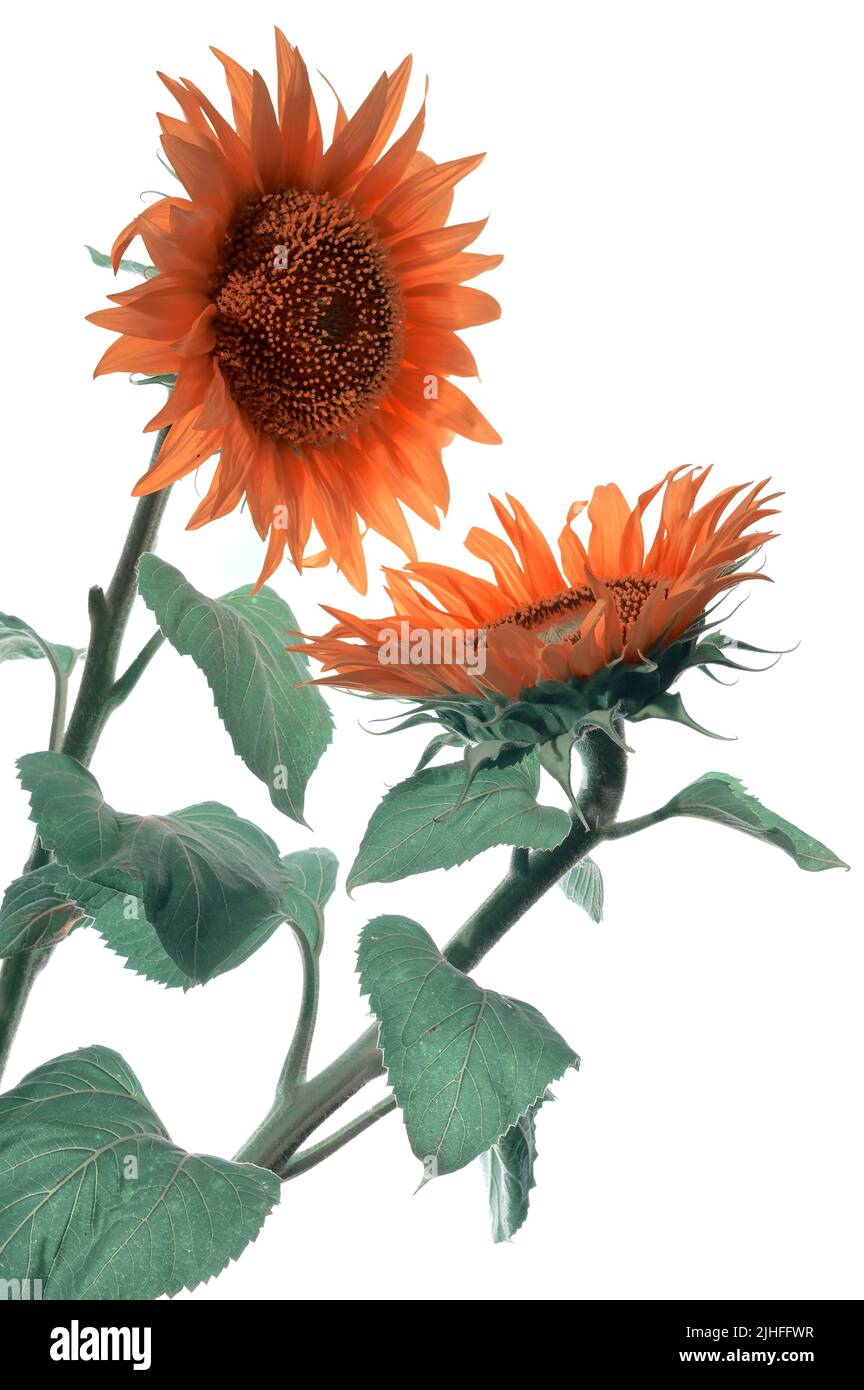 Dettagli di Girasoli Spara in Studio su sfondo bianco Foto Stock