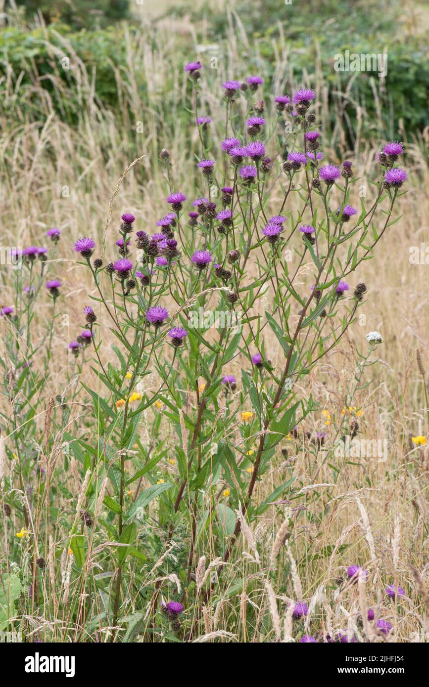 Hardhead o ccommon knappweed (Centaurea nigra) pianta di fioritura viola in prateria alcalina secca, attraente per impollinatori, Berkshire, luglio Foto Stock