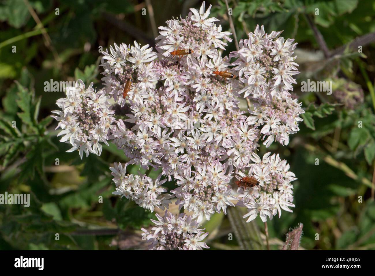 Coleotteri soldato rosso (Rhagonycha fulva) che naviga e impollinando la bianca fioritura umbel di comune hogweed (Heracleum sphondylium), Berkshire, Lug Foto Stock