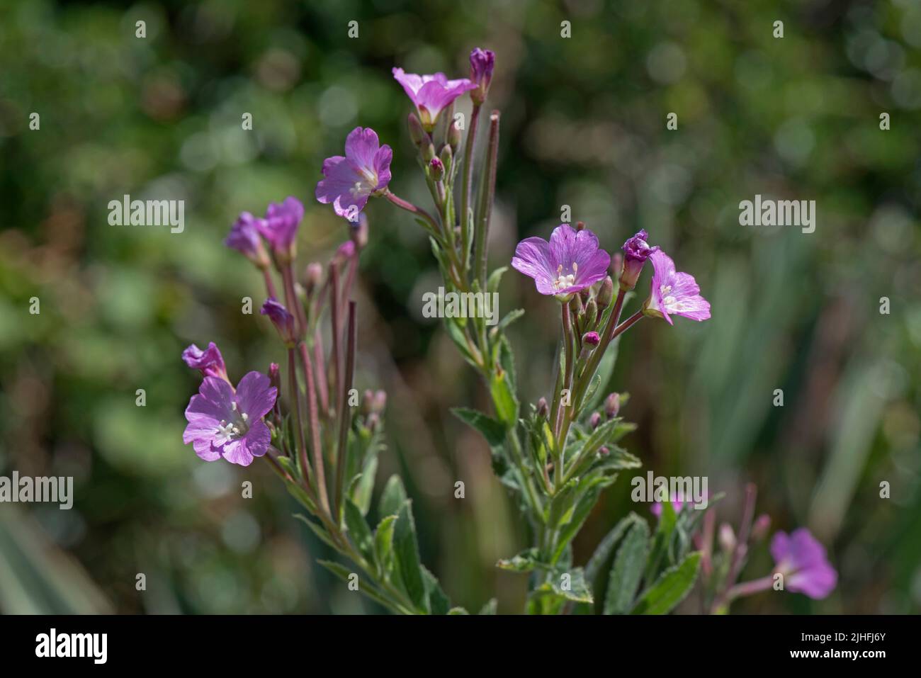 Fiori rosa e primi semi di wilowherb maggiore o wilowherb peloso (Epilobium hirsutum) su terra di rifiuti secchi, Berkshire, luglio Foto Stock