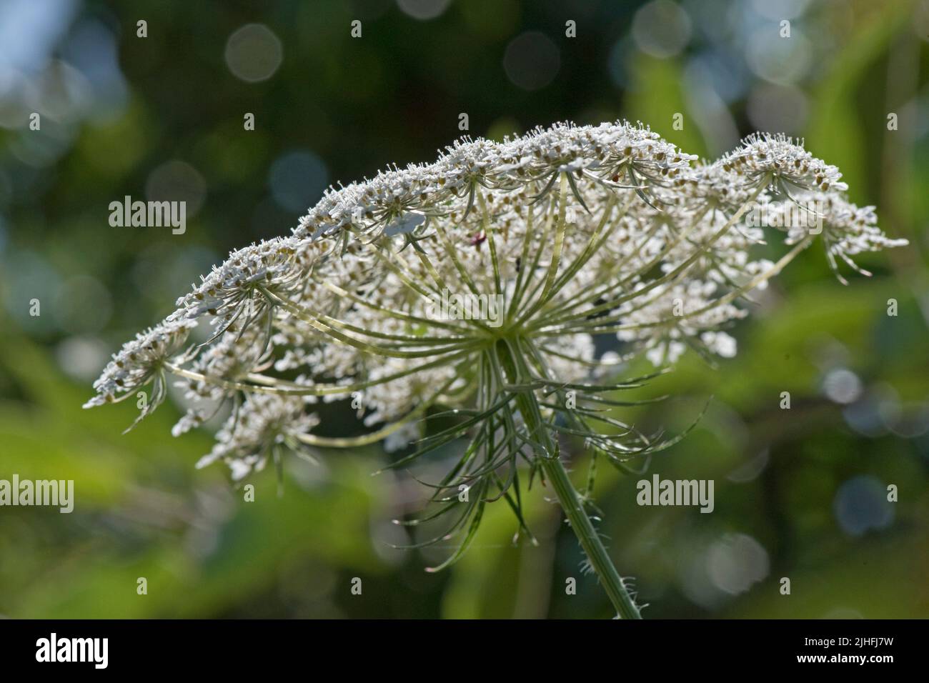 Carota selvaggia o merletto della regina Anna (Daucus carota) vista laterale di umbi fioriti con fiori bianchi e caratteristici bratti spiriti verdi, Berkshire, Ju Foto Stock