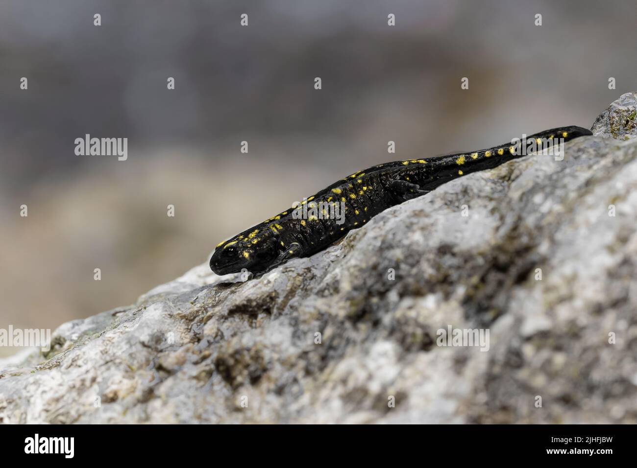 Sulla roccia, il salamandro del fuoco (Salamandra salamandra) Foto Stock
