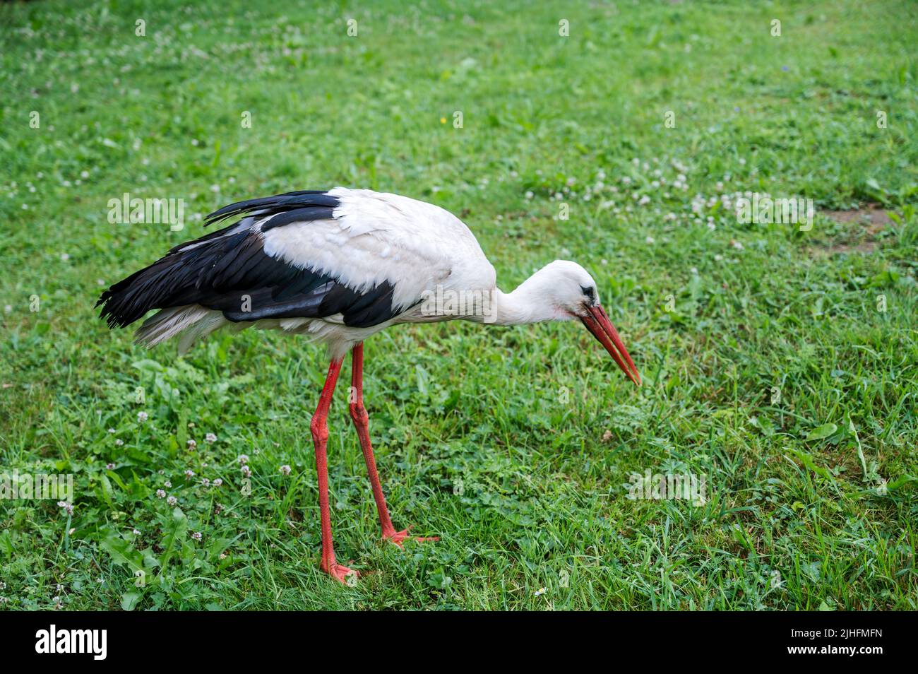 Wild European White Stork in piedi su erba verde. Natura estiva in Lettonia. Foto Stock