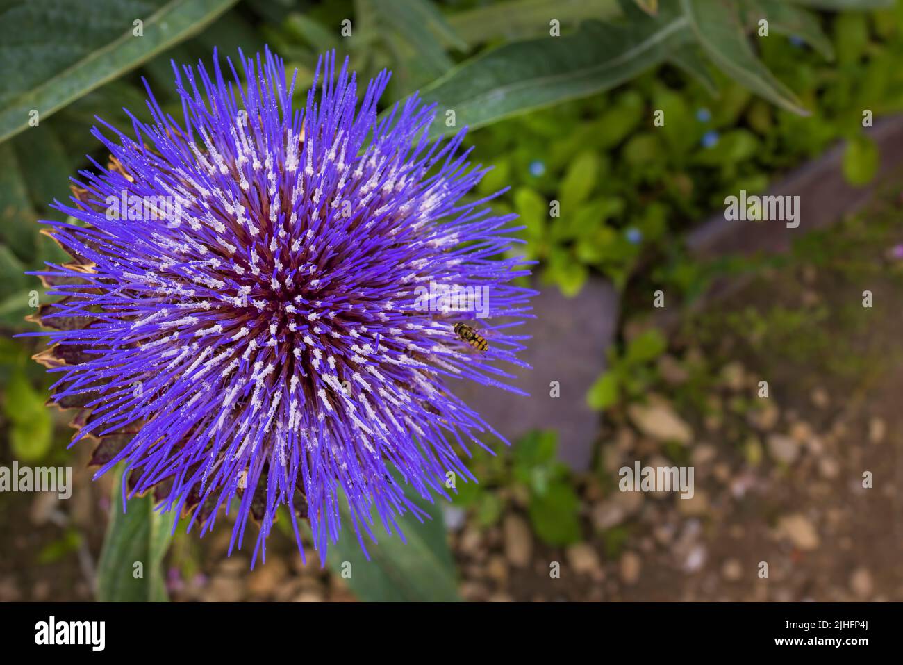 Splendido fiore viola di carciofo globo anche conosciuto come pianta di carciofi francesi in un giardino. Foto Stock