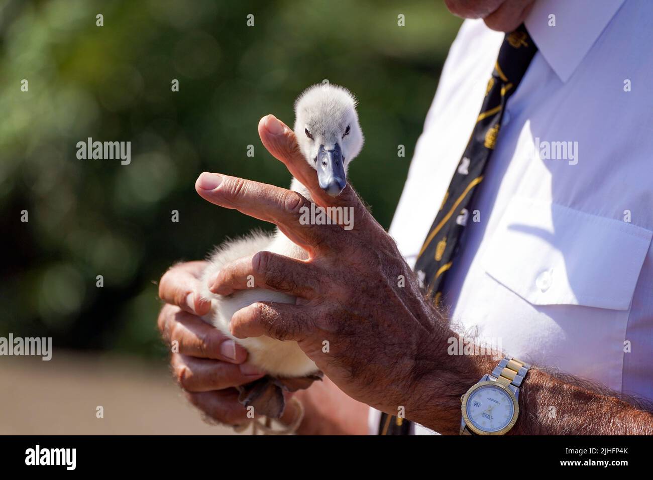 David Barber, Marker del cigno della regina, controlla un cygnet salvato vicino a Chertsey in Surrey, durante l'antica tradizione di rivolta del cigno, il censimento annuale della popolazione del cigno sul Tamigi. Data foto: Lunedì 18 luglio 2022. Foto Stock