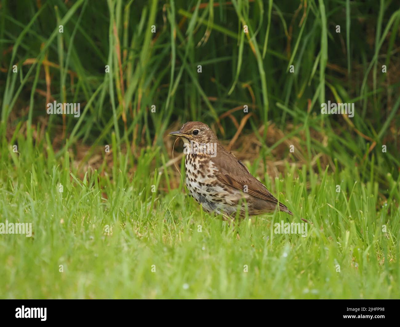 Dopo un lungo declino, i thrush delle canzoni hanno iniziato a riprendersi nel Regno Unito. Foto Stock