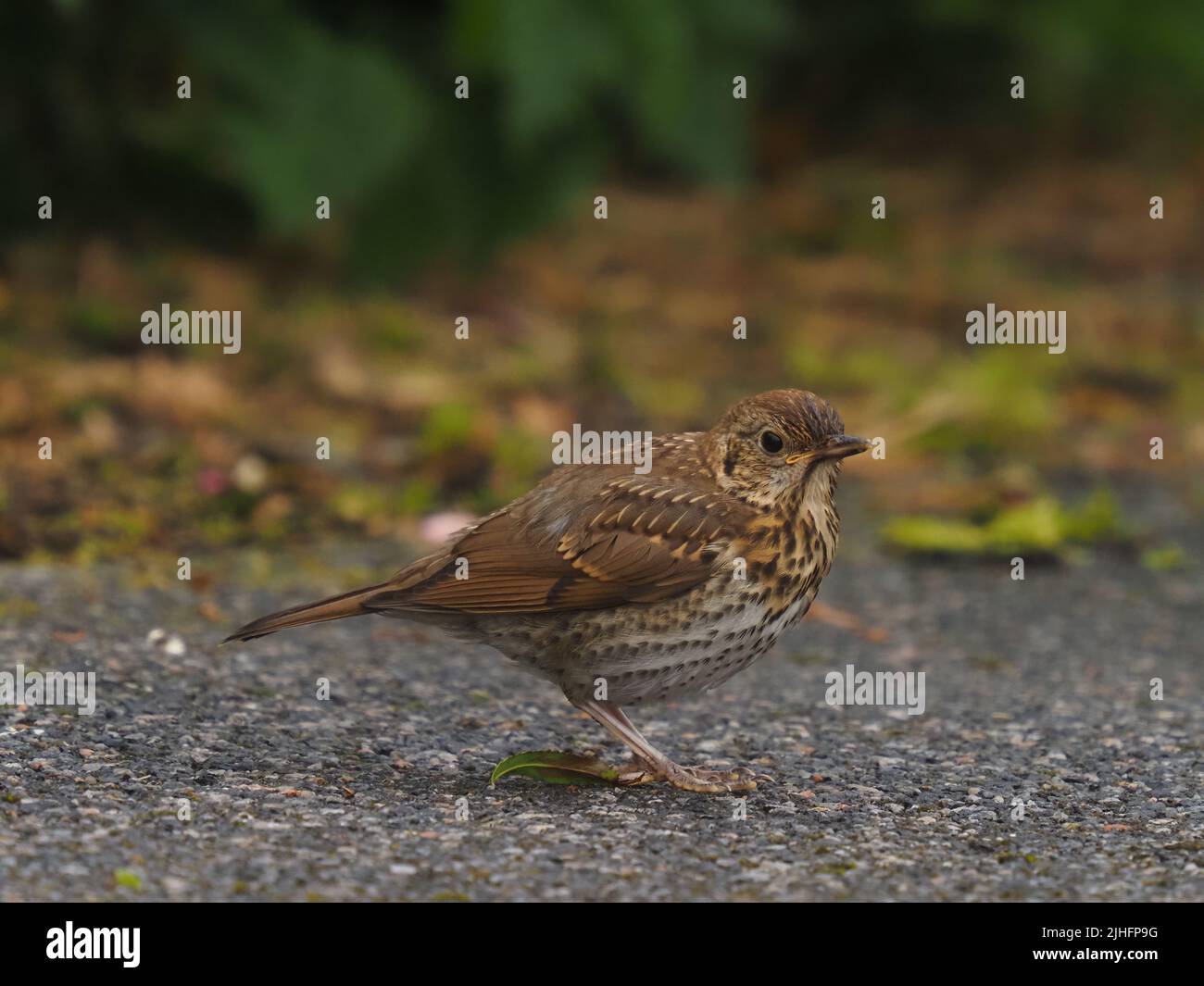 Dopo un lungo declino, i thrush delle canzoni hanno iniziato a riprendersi nel Regno Unito. Foto Stock