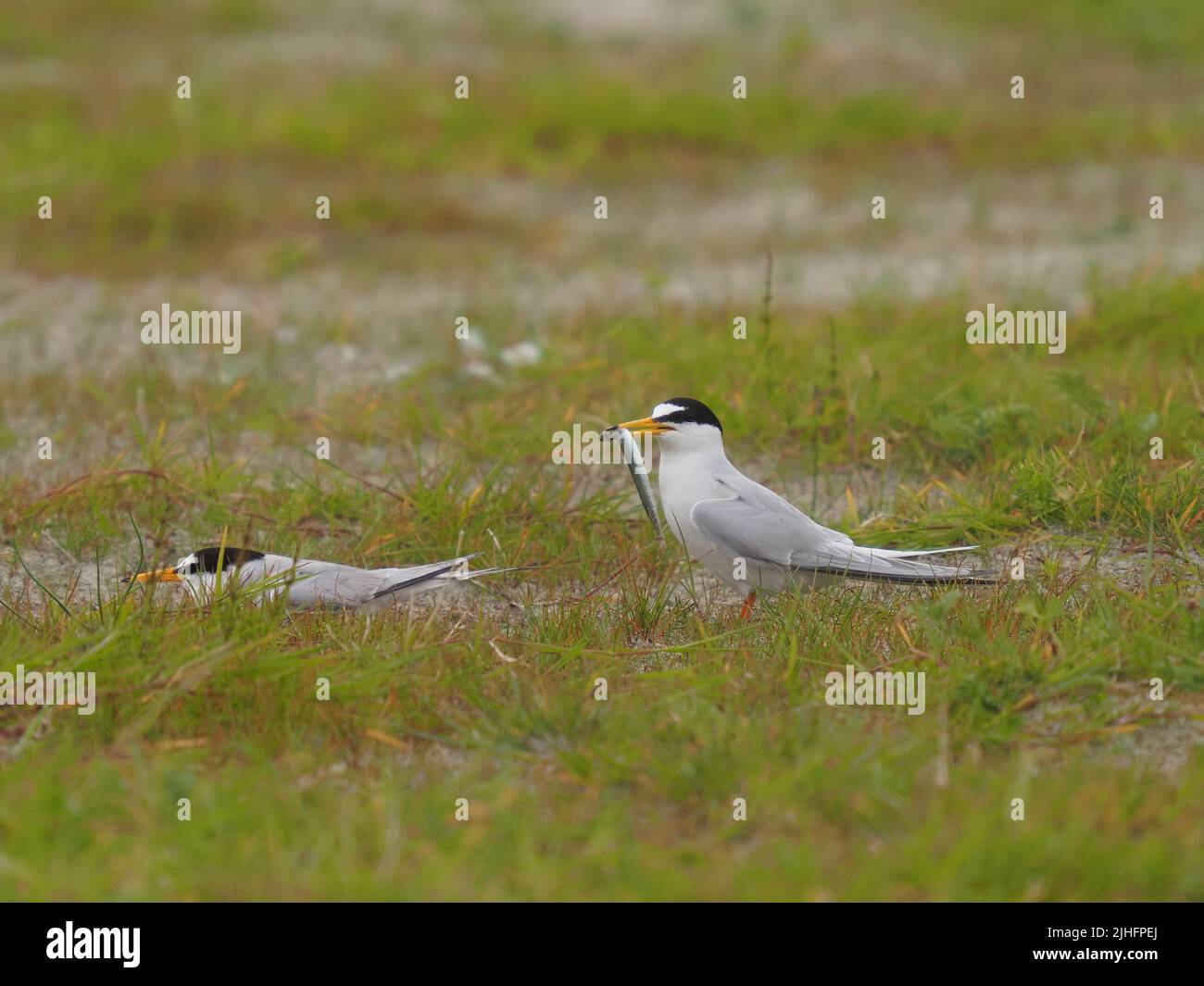 Le terne volavano sul macchiro riposandosi o facendo offerte di cibo! Foto Stock