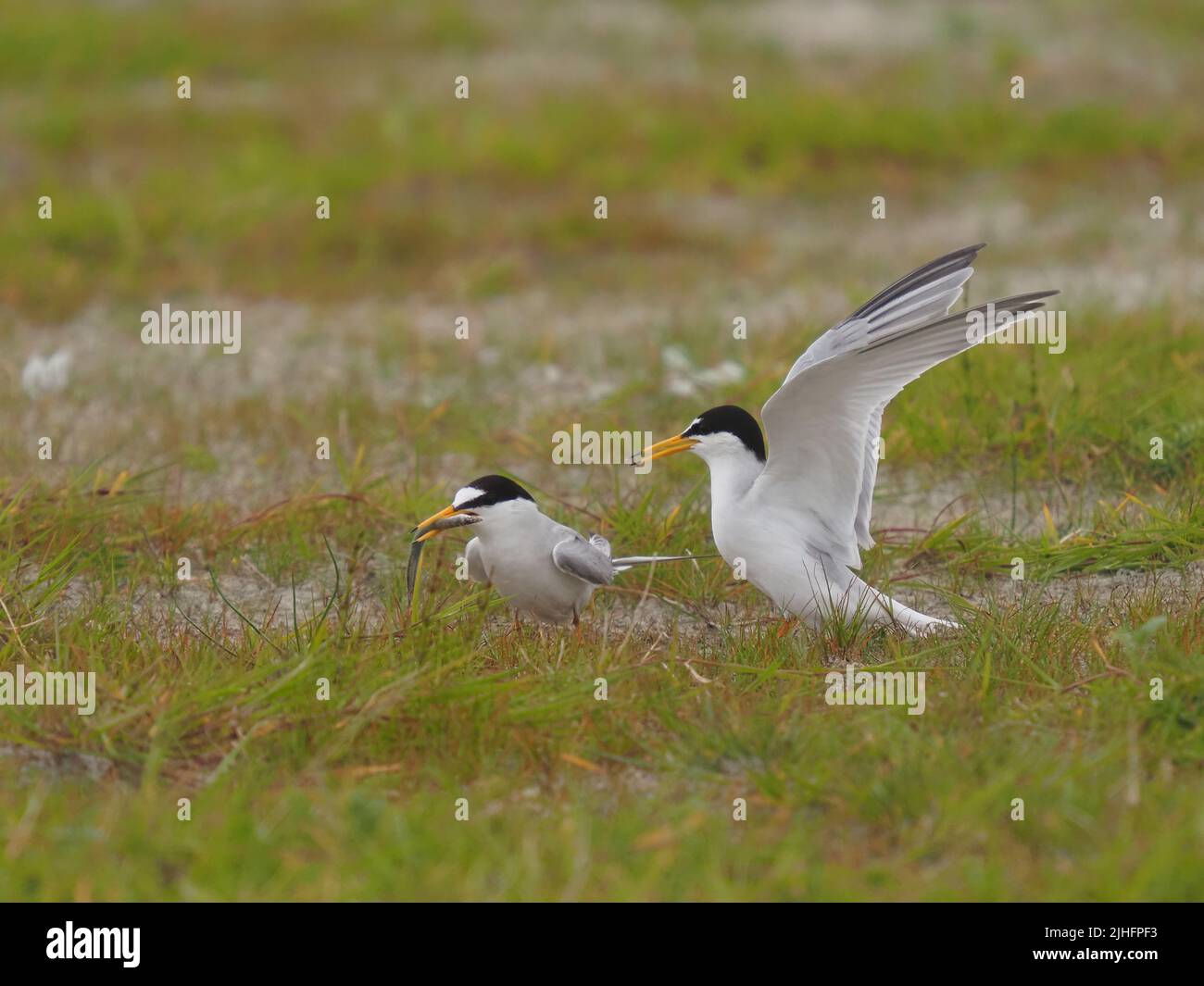 Le terne volavano sul macchiro riposandosi o facendo offerte di cibo! Foto Stock