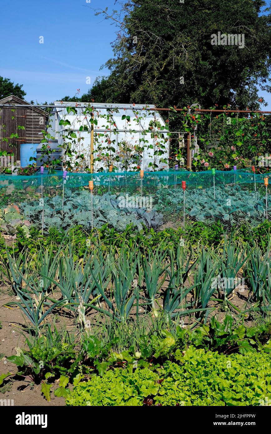 terreno di allotment urbano che cresce verdure, norfolk, inghilterra Foto Stock