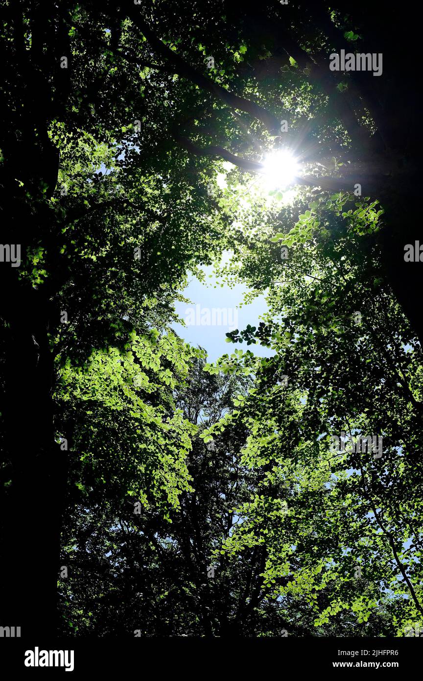 la luce del sole che brilla attraverso gli alberi nel bosco, norfolk, inghilterra Foto Stock