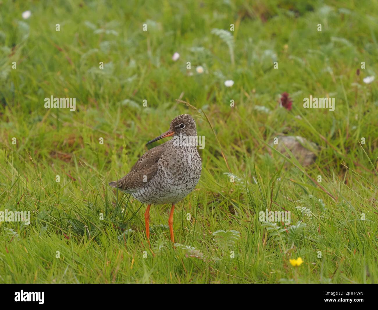 Dopo che i pulcini hanno fuggito gli uccelli adulti continuano a proteggerli dai predatori spesso usando i posti per guadagnare un vantaggio visivo. Foto Stock