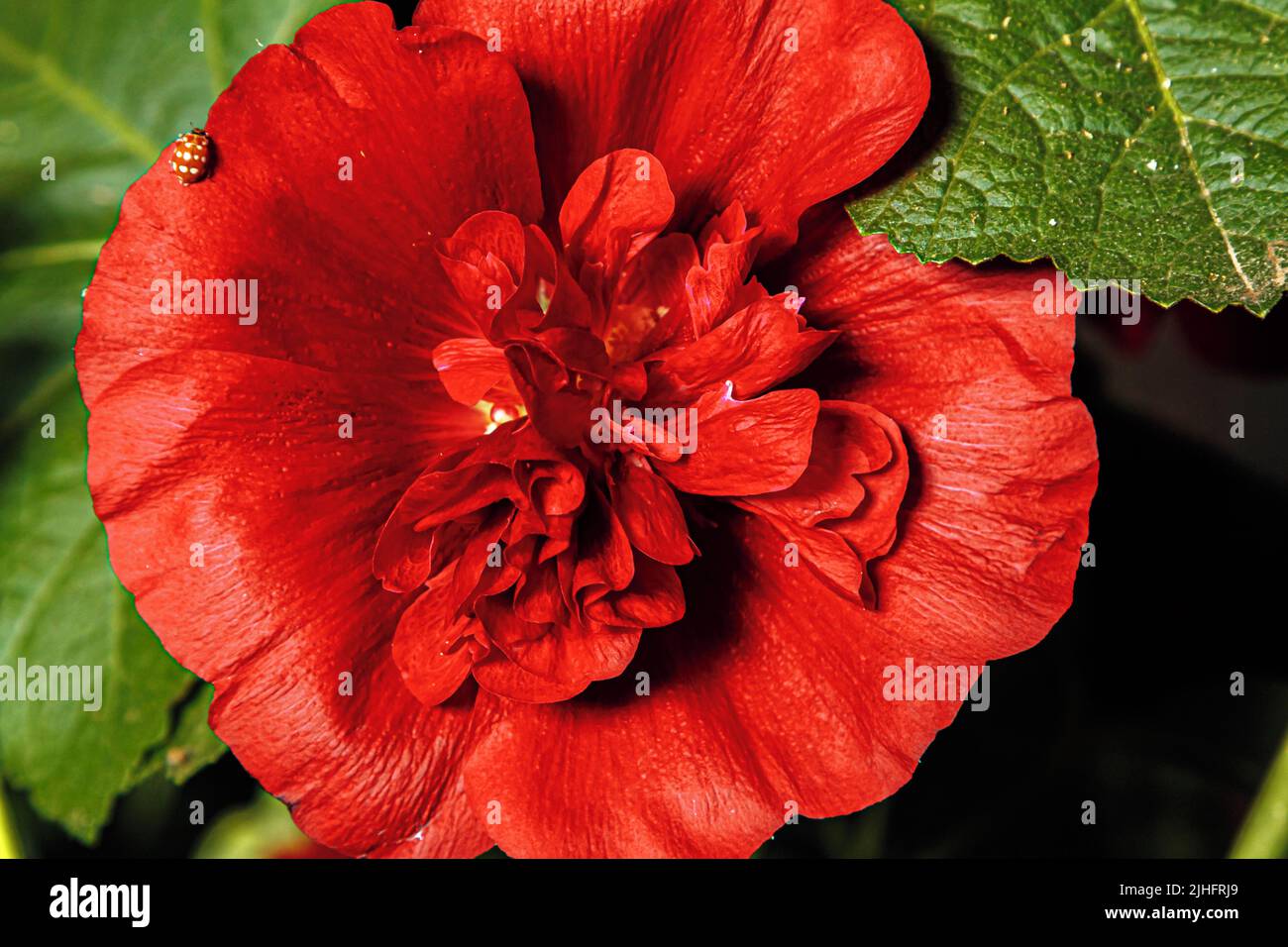 Terry reale di Malva. Primo piano di un fiore rosso circondato da foglie verdi Foto Stock