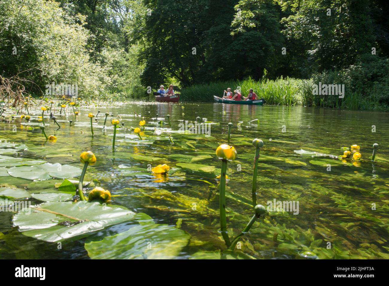Giglio d'acqua giallo, Nuphar lutea, fiume Bure, Norfolk, giugno Foto Stock