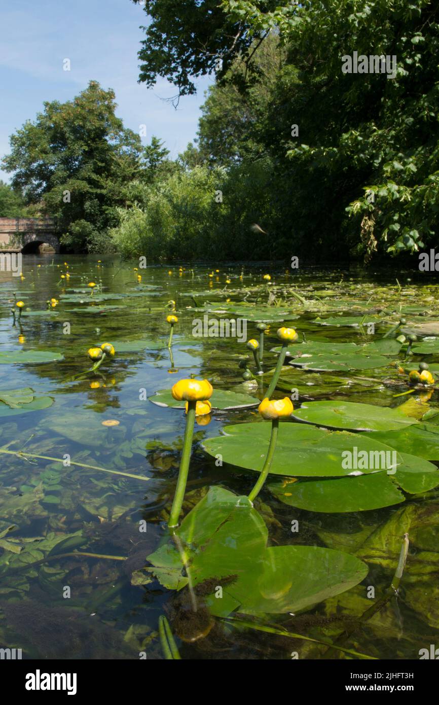 Giglio d'acqua giallo, Nuphar lutea, fiume Bure, Norfolk, giugno Foto Stock