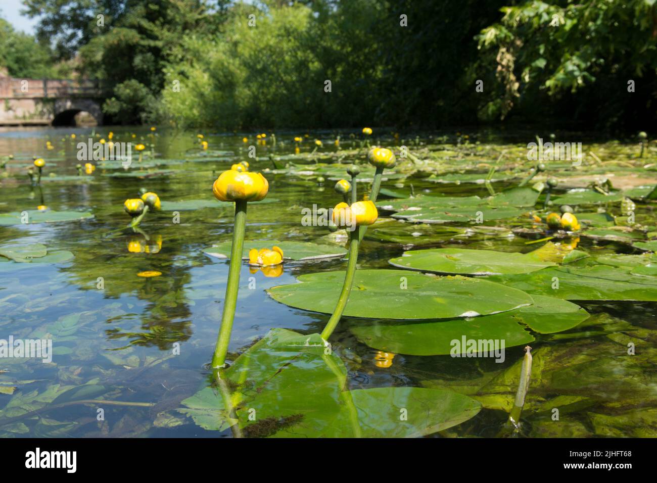 Giglio d'acqua giallo, Nuphar lutea, fiume Bure, Norfolk, giugno Foto Stock