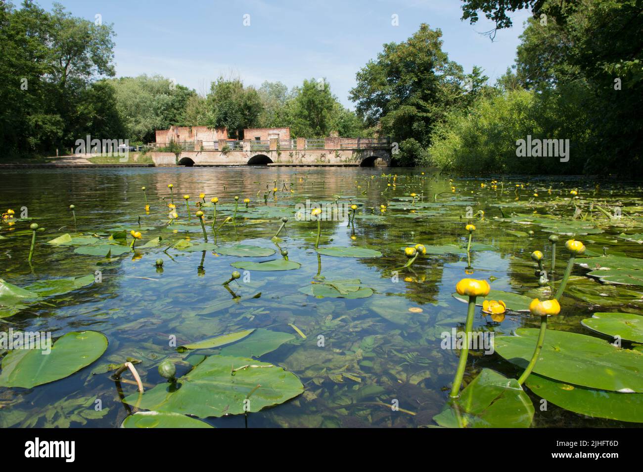 Giglio d'acqua giallo, Nuphar lutea, Horstead Mill, River Bure, Norfolk, Giugno Foto Stock