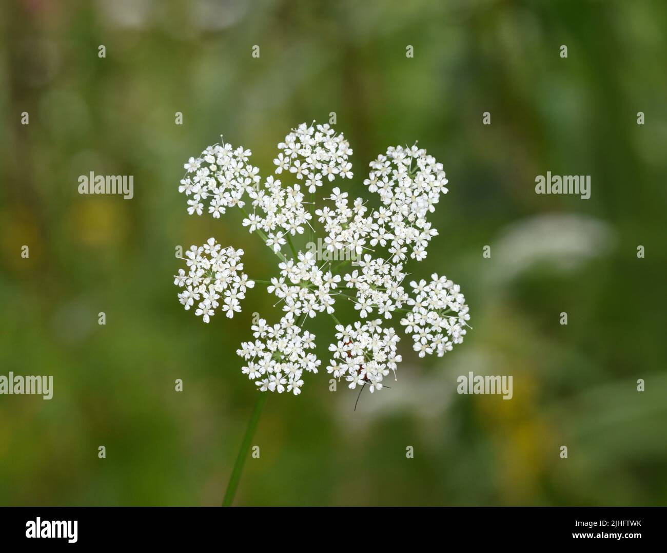 Sambuco - Egopodium podagraria Foto Stock