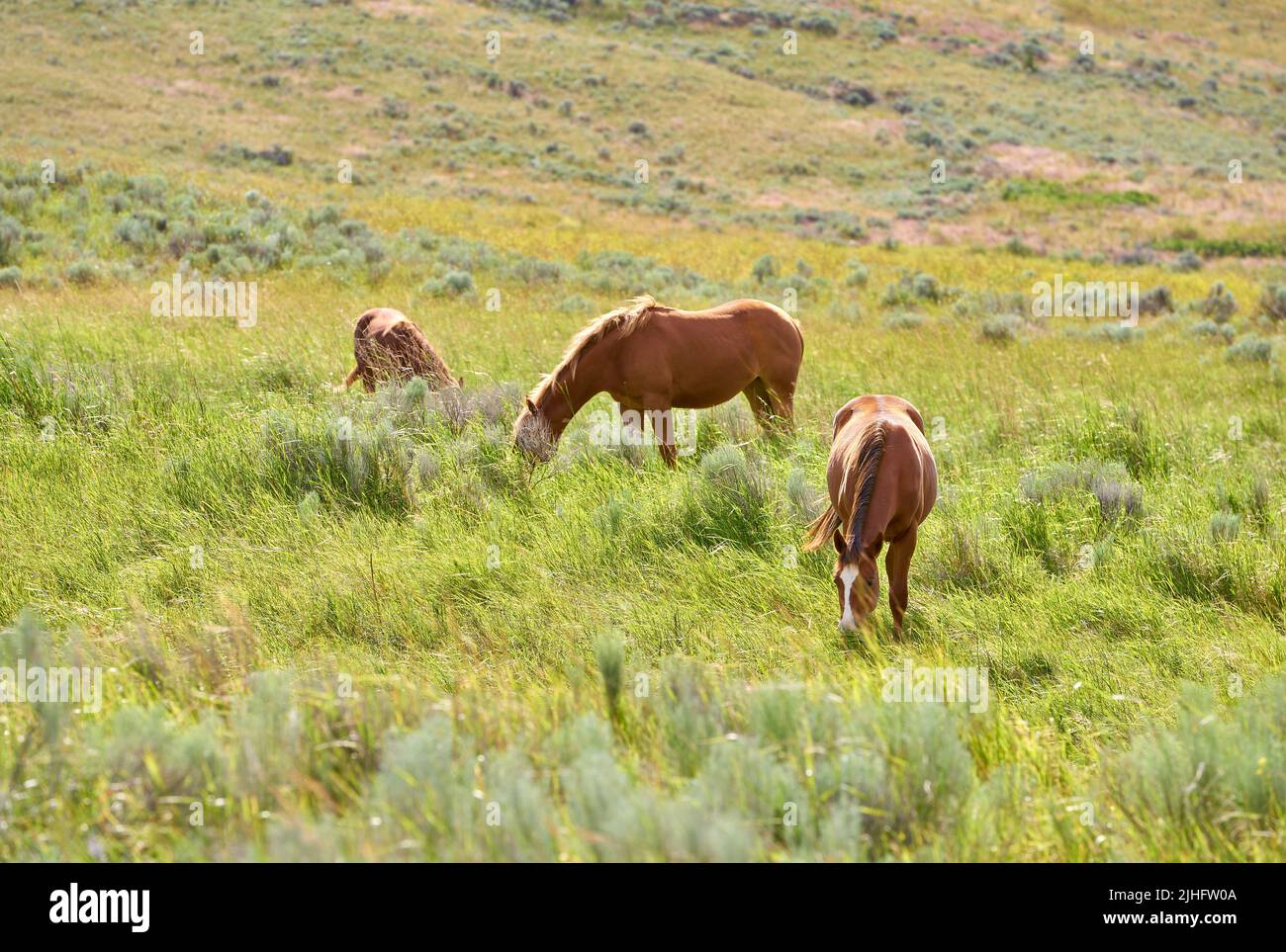 Cavalli al pascolo Ranch Country. Cavalli che paseggiano nell'alto prato delle dolci colline della Val Nicola. Foto Stock