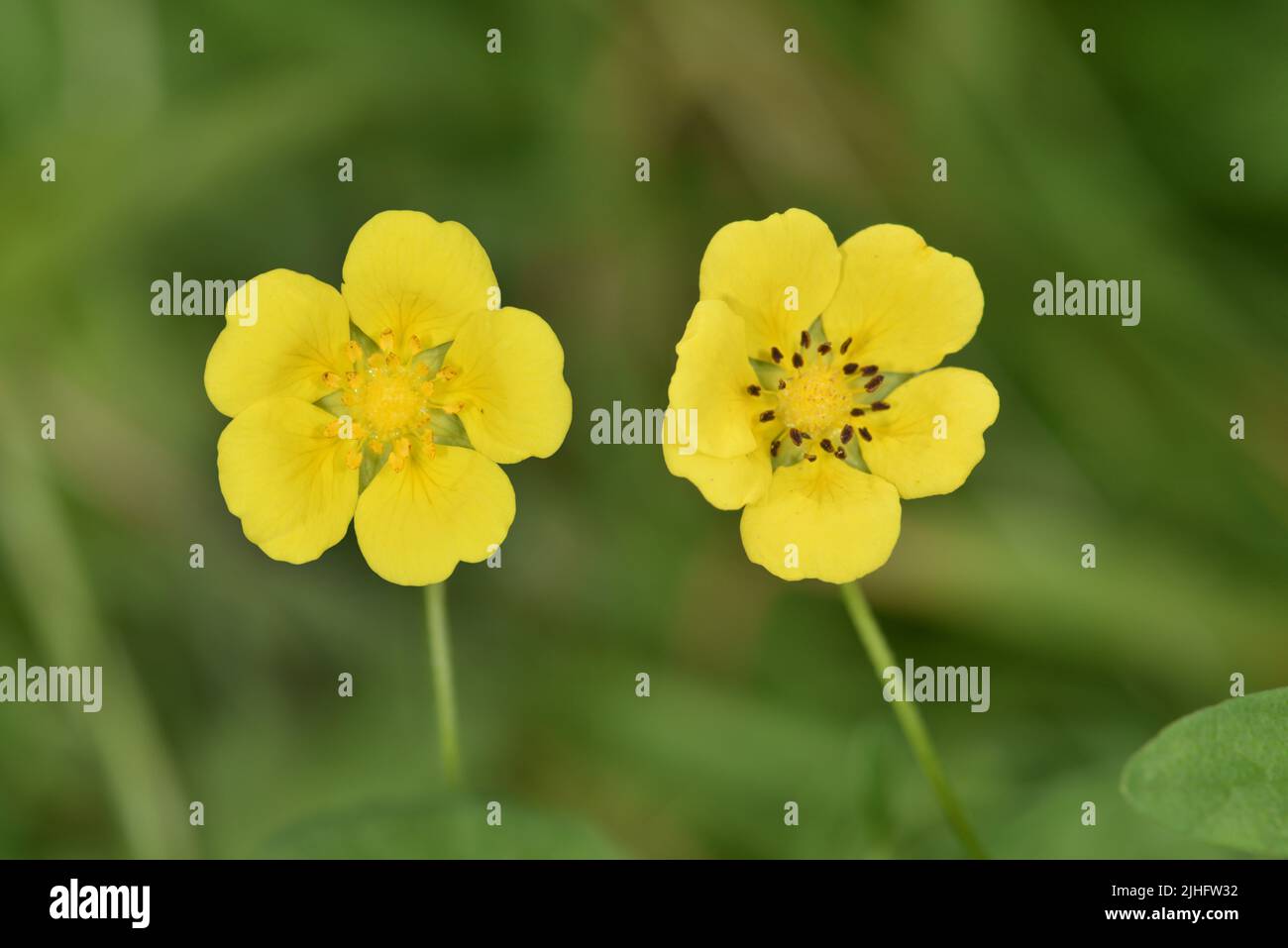 Creeping Cinquefoil - Potentilla reptans Foto Stock