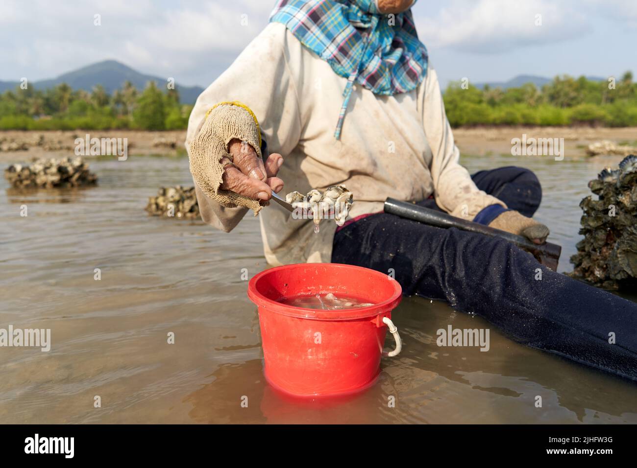 Ko Phangan, Thailandia, 15 marzo 2022: Donna che mette le vongole raccolte in un vaso Foto Stock