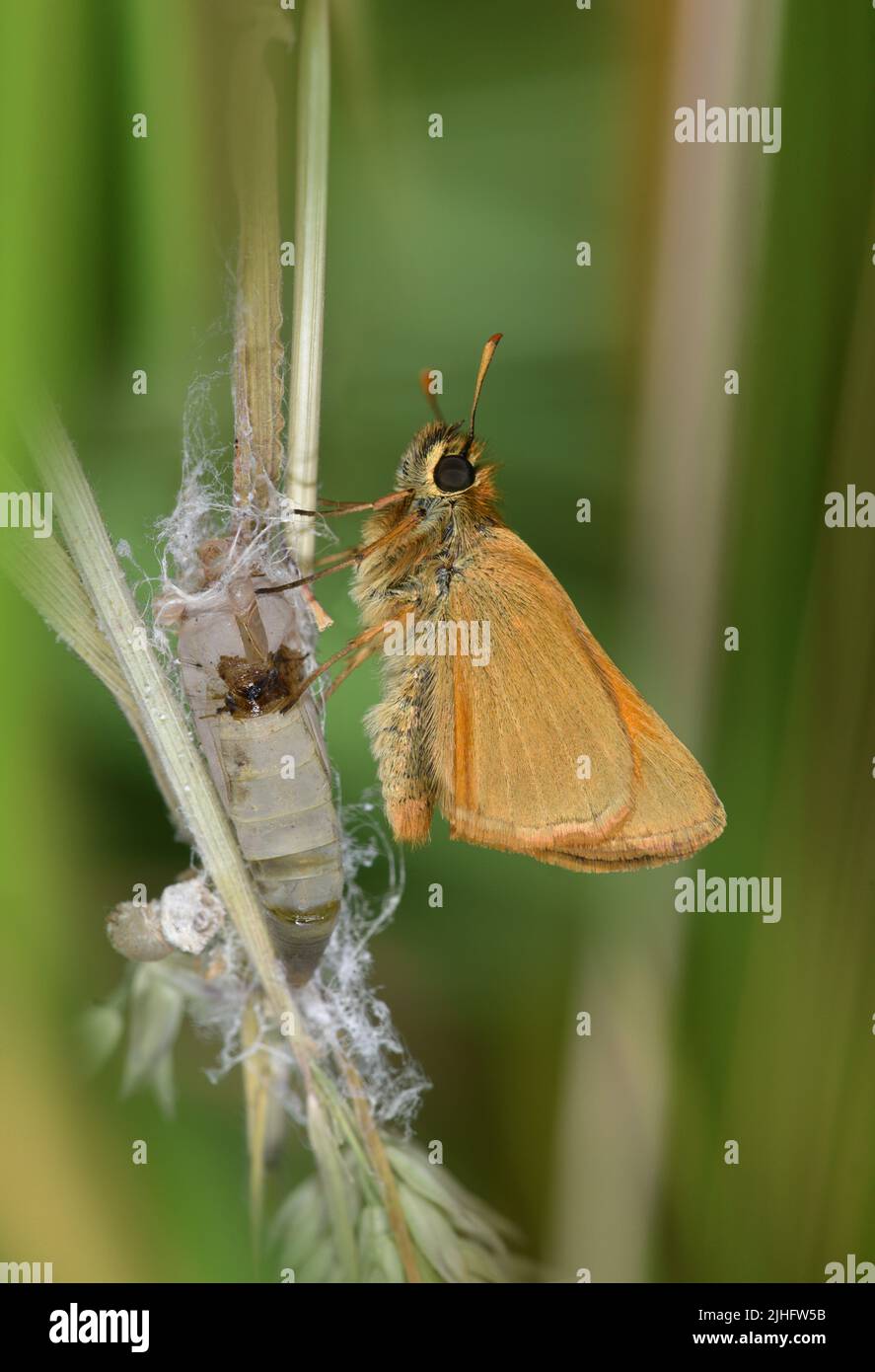 Piccola Skipper - Thymelicus sylvestris Foto Stock