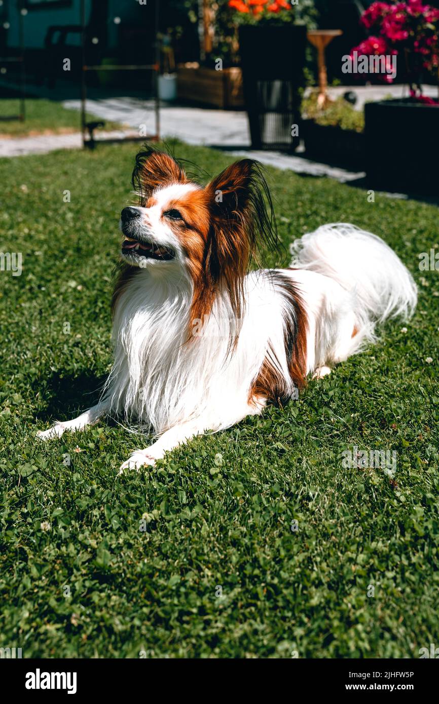 Un cane papillon nel cortile Foto Stock