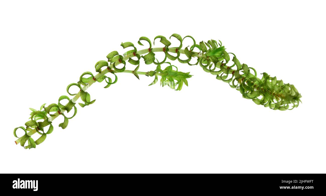 Curly Waterweed - Lagarosifon maggiore Foto Stock