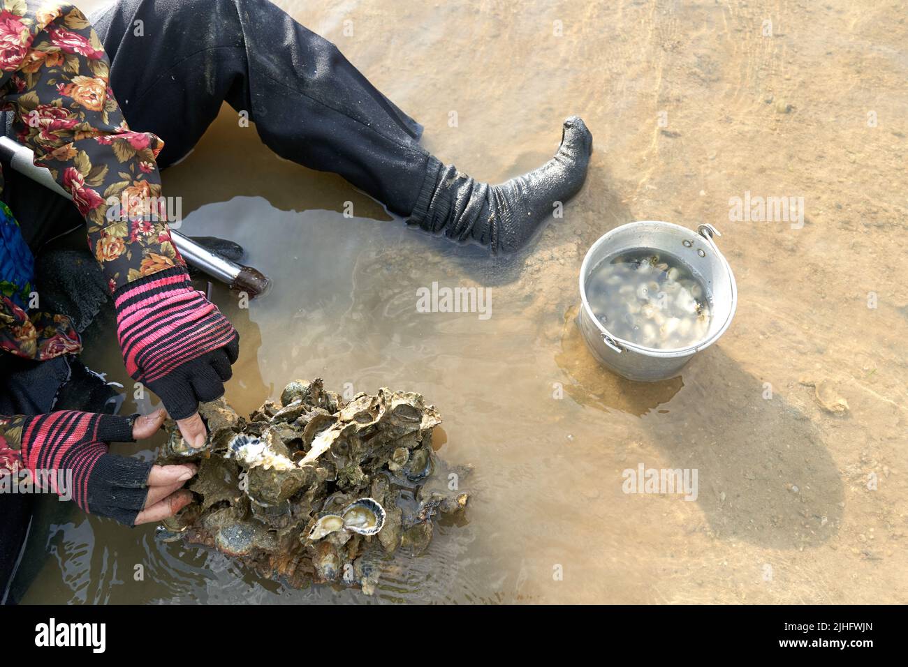Ko Phangan, Thailandia, 15 marzo 2022: Persona che raccoglie vongole dal mare Foto Stock