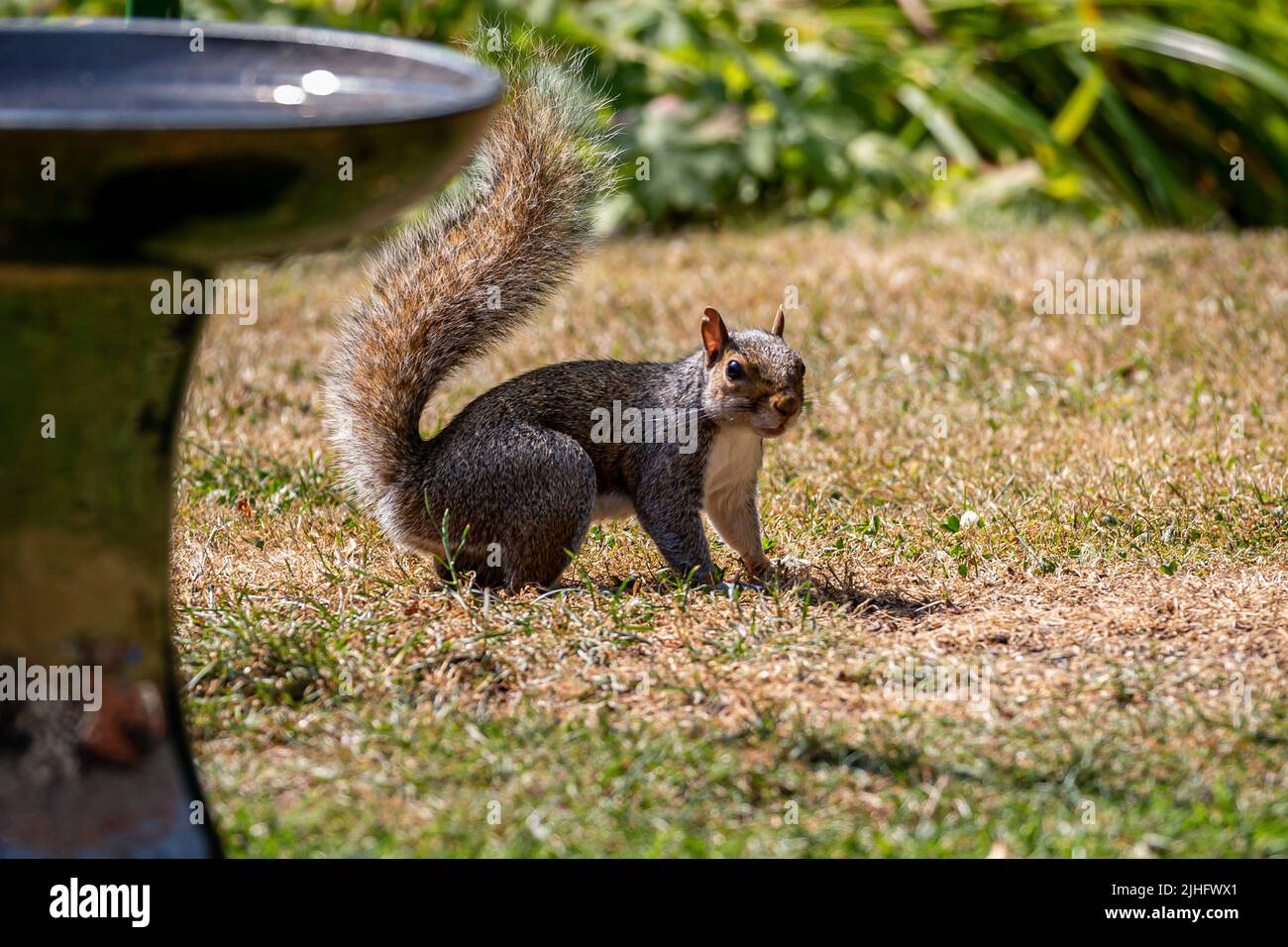 Uno scoiattolo grigio in piedi su un prato asciutto in una calda giornata estiva Foto Stock