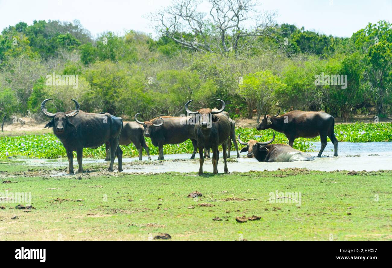Bufali nel parco nazionale dello Sri Lanka. Foto Stock