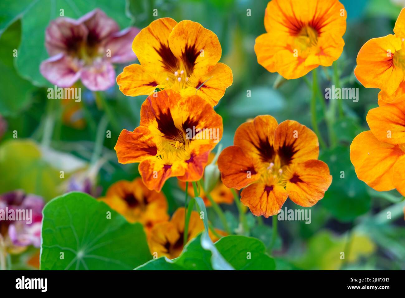 Vari nasturtiums rosa e arancione a strisce closeup fiori di nasturzio che crescono in estate in piccolo giardino rurale Galles UK luglio 2022 KATHY DEWITT Foto Stock