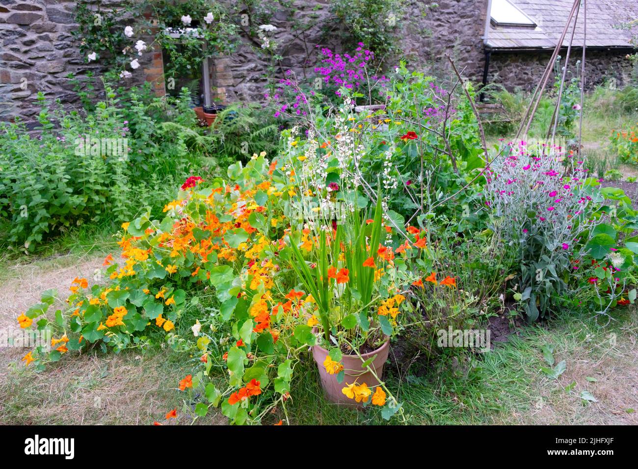 Nasturtiums Nasturtium fiori che crescono in estate caldo in piccolo paese rurale retro giardino Carmarthenshire Galles UK 16 luglio 2022 KATHY DEWITT Foto Stock