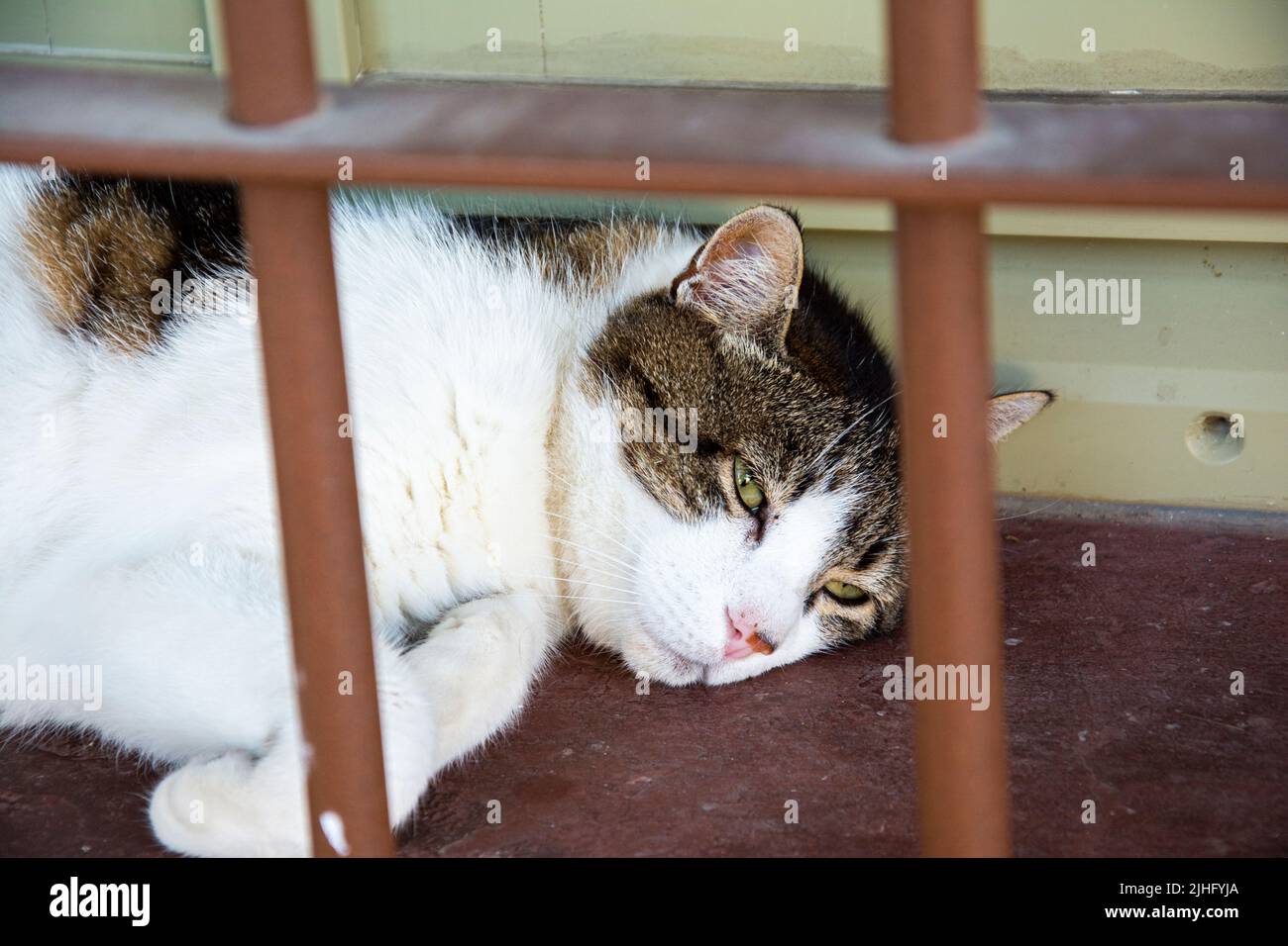 Gatto a Marghera City Foto Stock