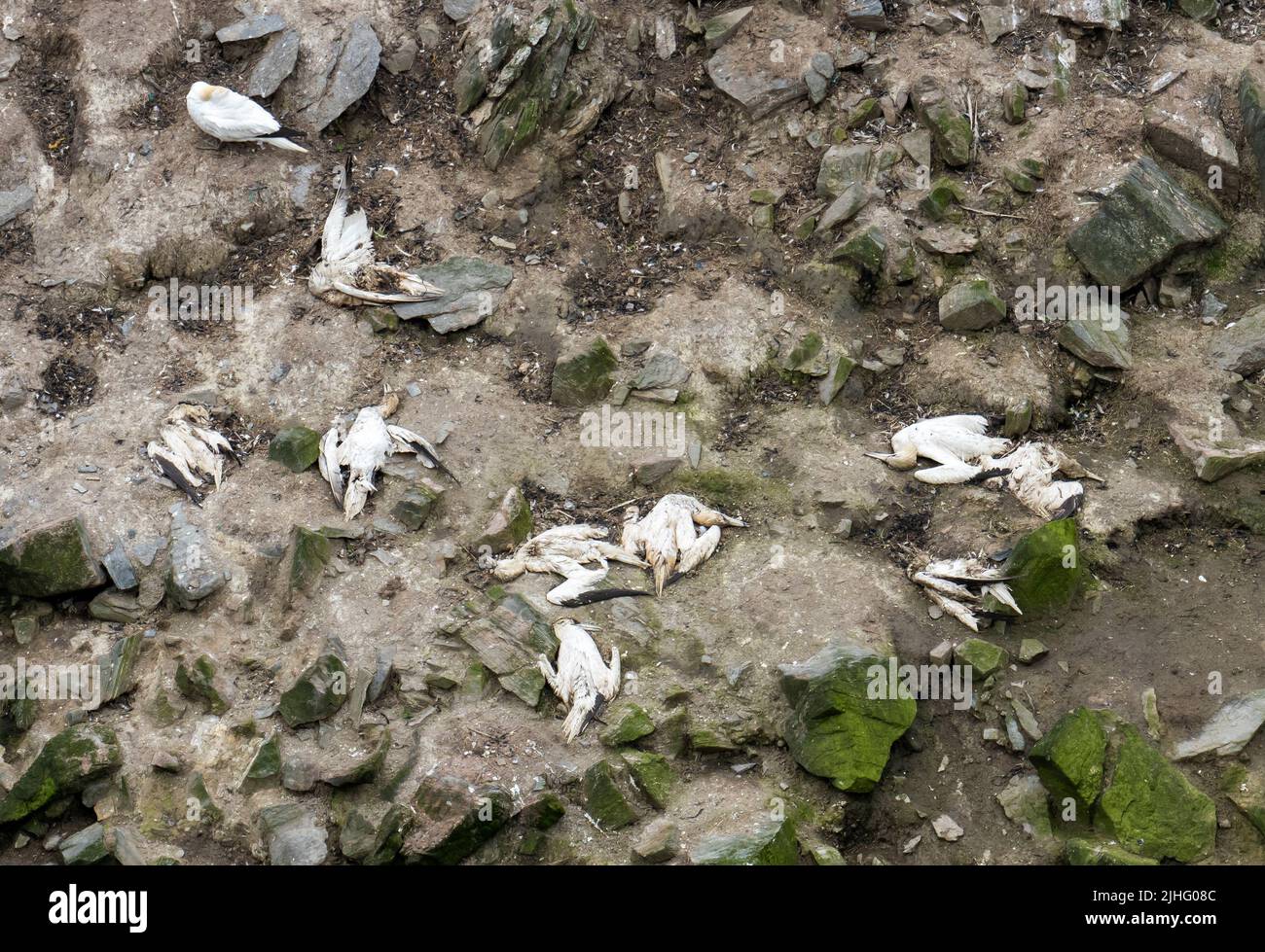 Morto Gannet settentrionale, Morus fagannanus, ucciso da un focolaio di influenza aviaria a Herma Ness su Unst, Shetland, Scozia, Regno Unito. Foto Stock