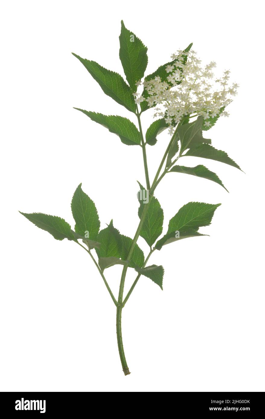 Fiore anziano nero, Sambucus nigra ramoscello isolato su sfondo bianco, i fiori sono spesso utilizzati per rendere cordiale Foto Stock