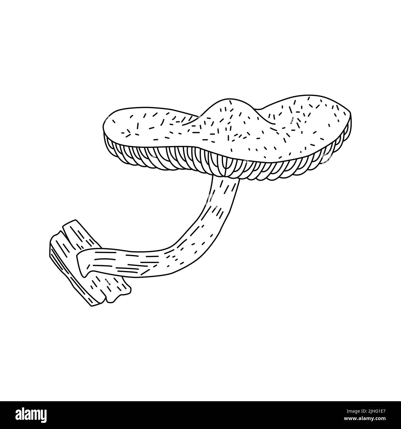 Logo raffigurante funghi. Tatuaggio funghi linea molto dettagliata art. Clip art bianco e nero su sfondo bianco. Incisione antica d'epoca Illustrazione Vettoriale