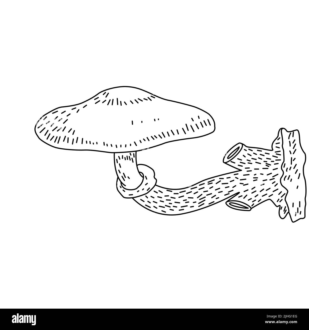 Logo raffigurante funghi. Tatuaggio funghi linea molto dettagliata art. Clip art bianco e nero su sfondo bianco. Incisione antica d'epoca Illustrazione Vettoriale