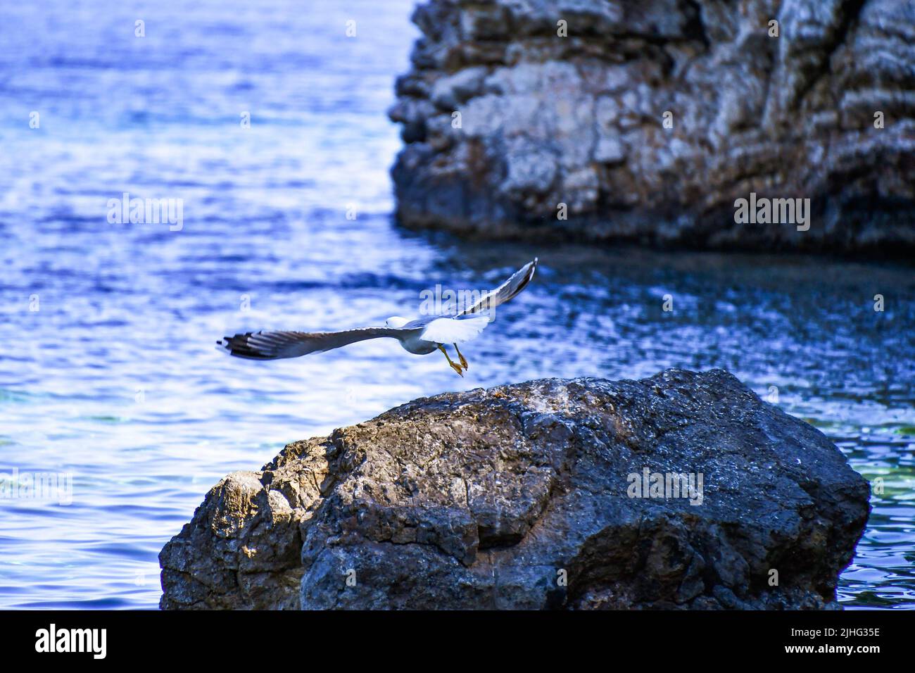Vista ravvicinata di un gabbiano volante che vola su una zona rocciosa di mare ad Alonissos, Sporadi, Grecia Foto Stock
