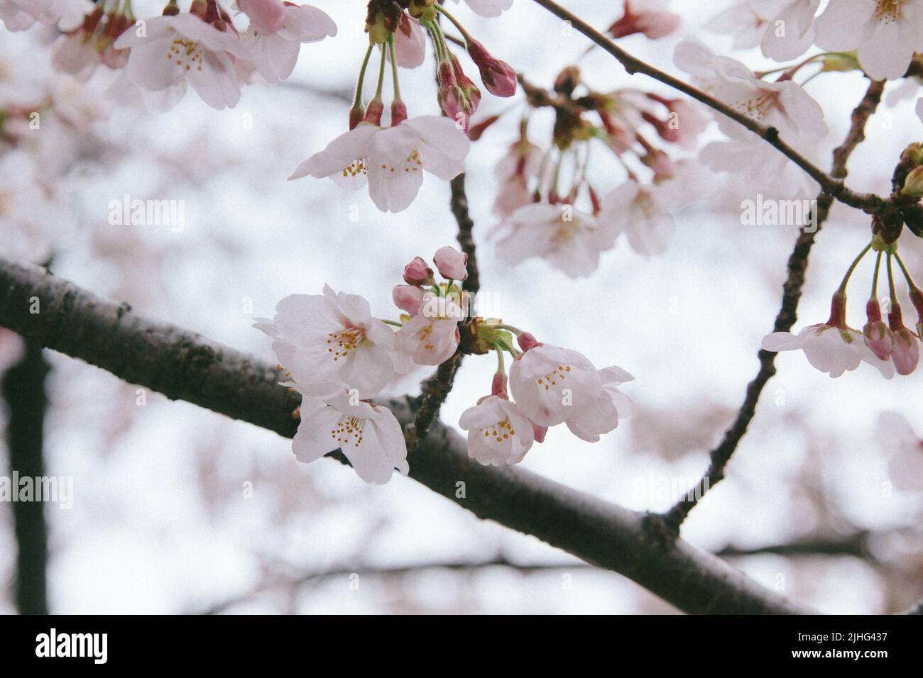 Questa è una foto dei fiori di ciliegia scattati a Tokyo in Giappone in una giornata nuvolosa. I fiori di ciliegio rosa sono particolarmente eleganti e delicati, con il cielo Foto Stock