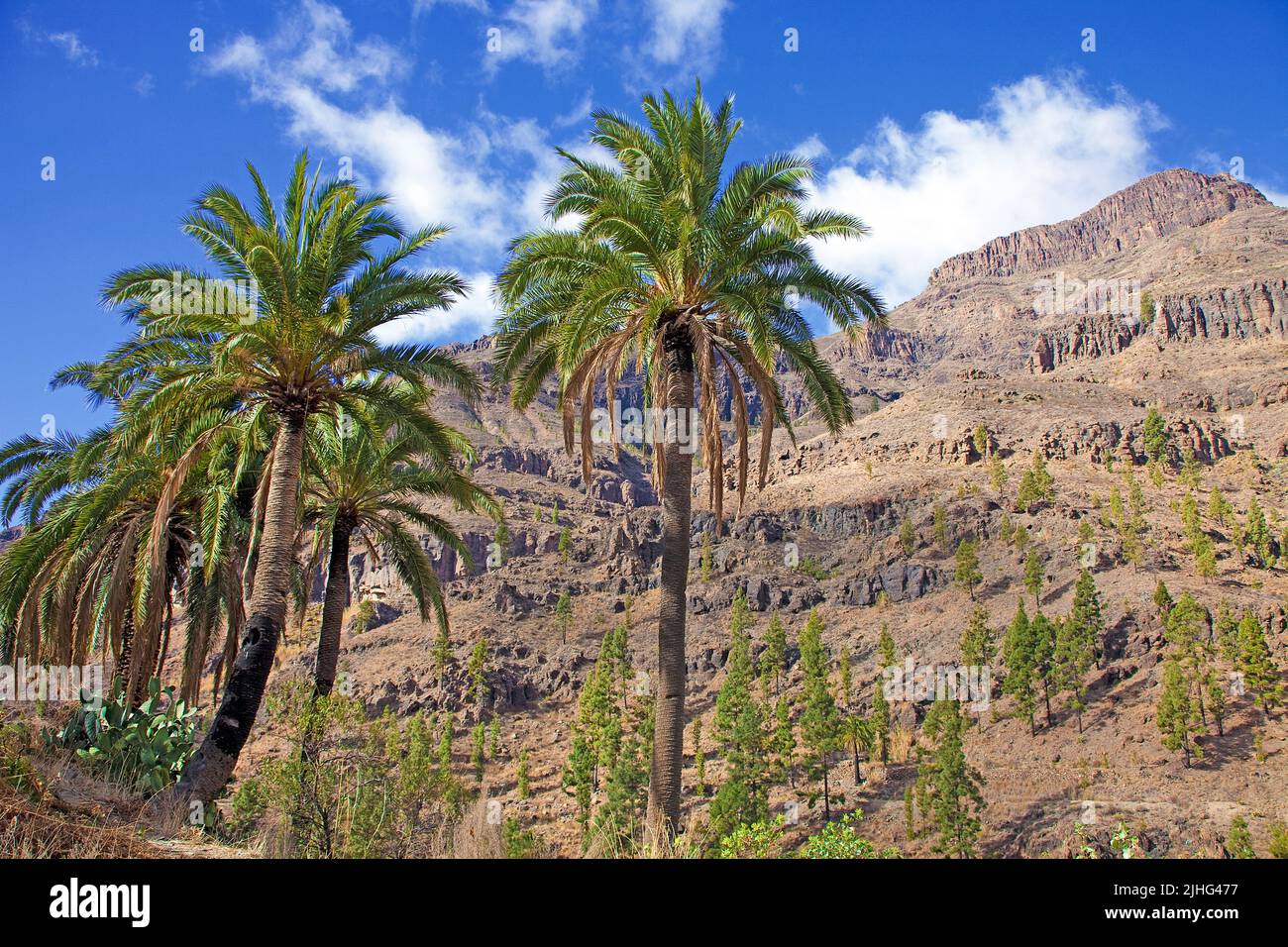 Alberi di palma al villaggio Fataga, San Bartolome de Tirajana, Grand Canary, Isole Canarie, Spagna, Europa Foto Stock