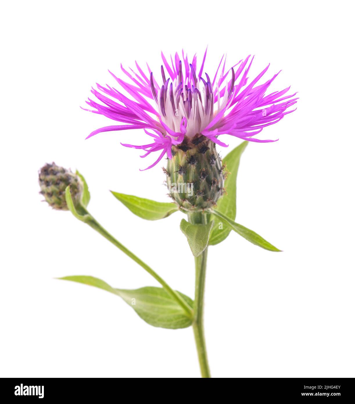 fiore a maglia con frange corte isolato su sfondo bianco Foto Stock