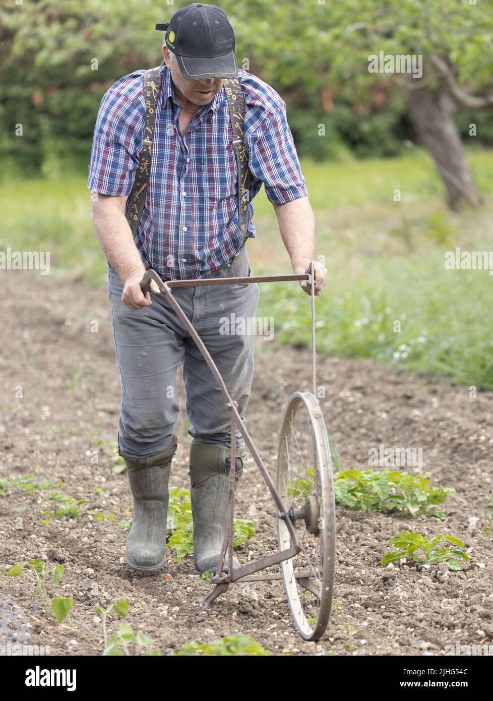 Uomo che usa una vecchia zappa gommata a mano per erpere il suolo Foto Stock