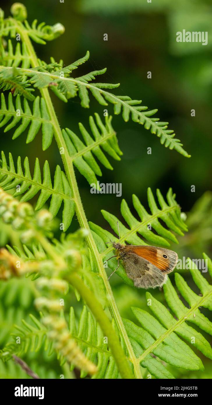 Prato farfalla marrone poggiando sul fronte bracken Foto Stock