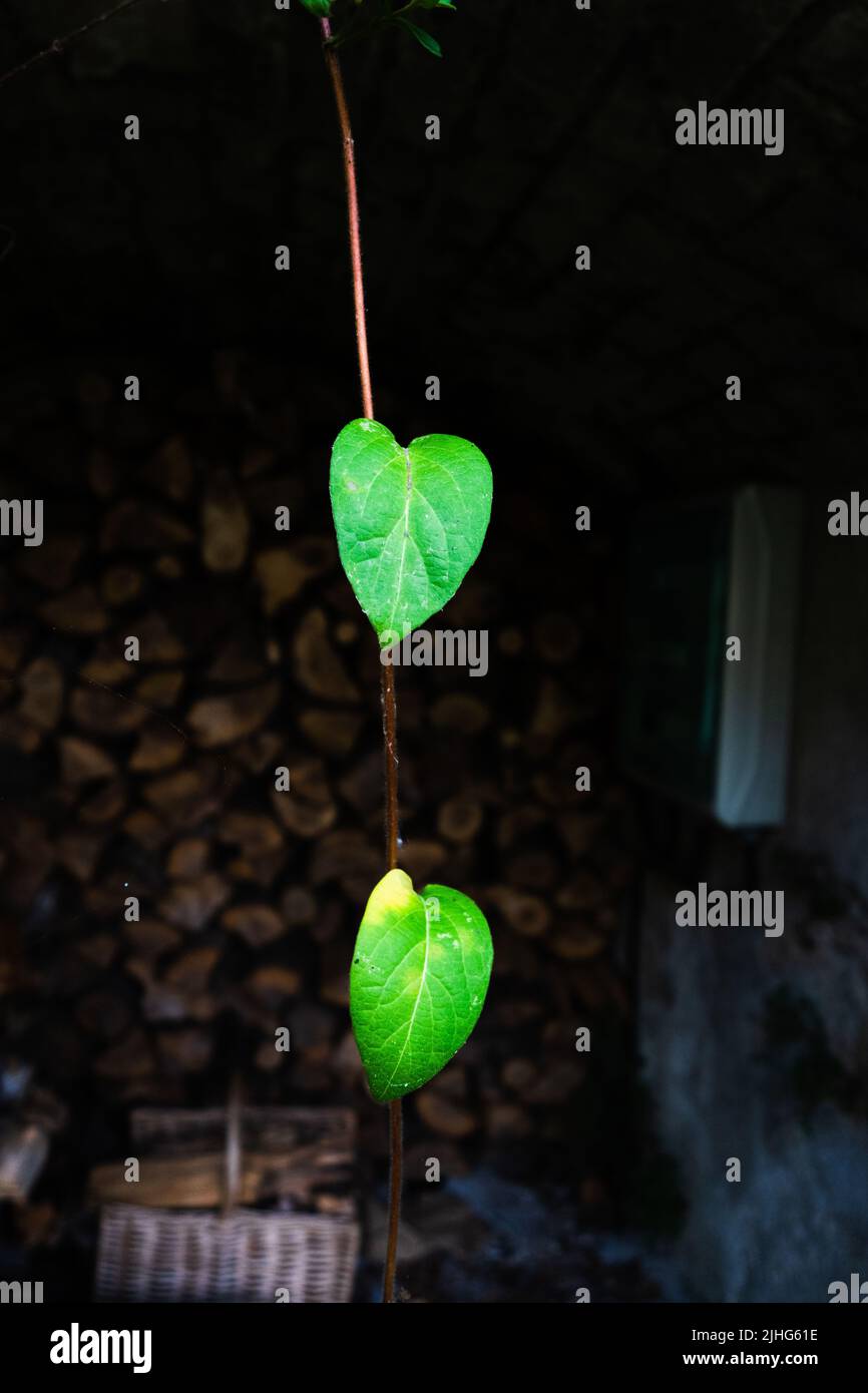 due foglie a forma di cuore verde brillante, appese su un unico gambo su sfondo scuro Foto Stock
