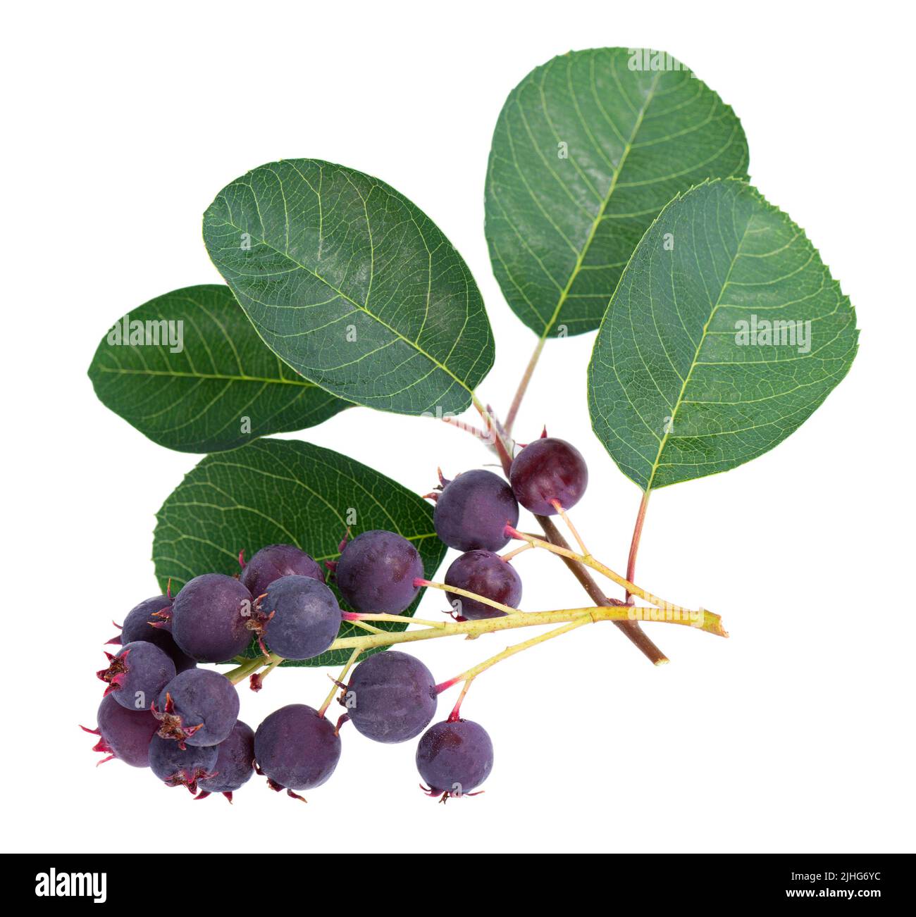 Bacche di Saskatoon isolato su sfondo bianco. Amelanchier, shadbush, juneberry, irga o bacche mature di sugarplum Foto Stock