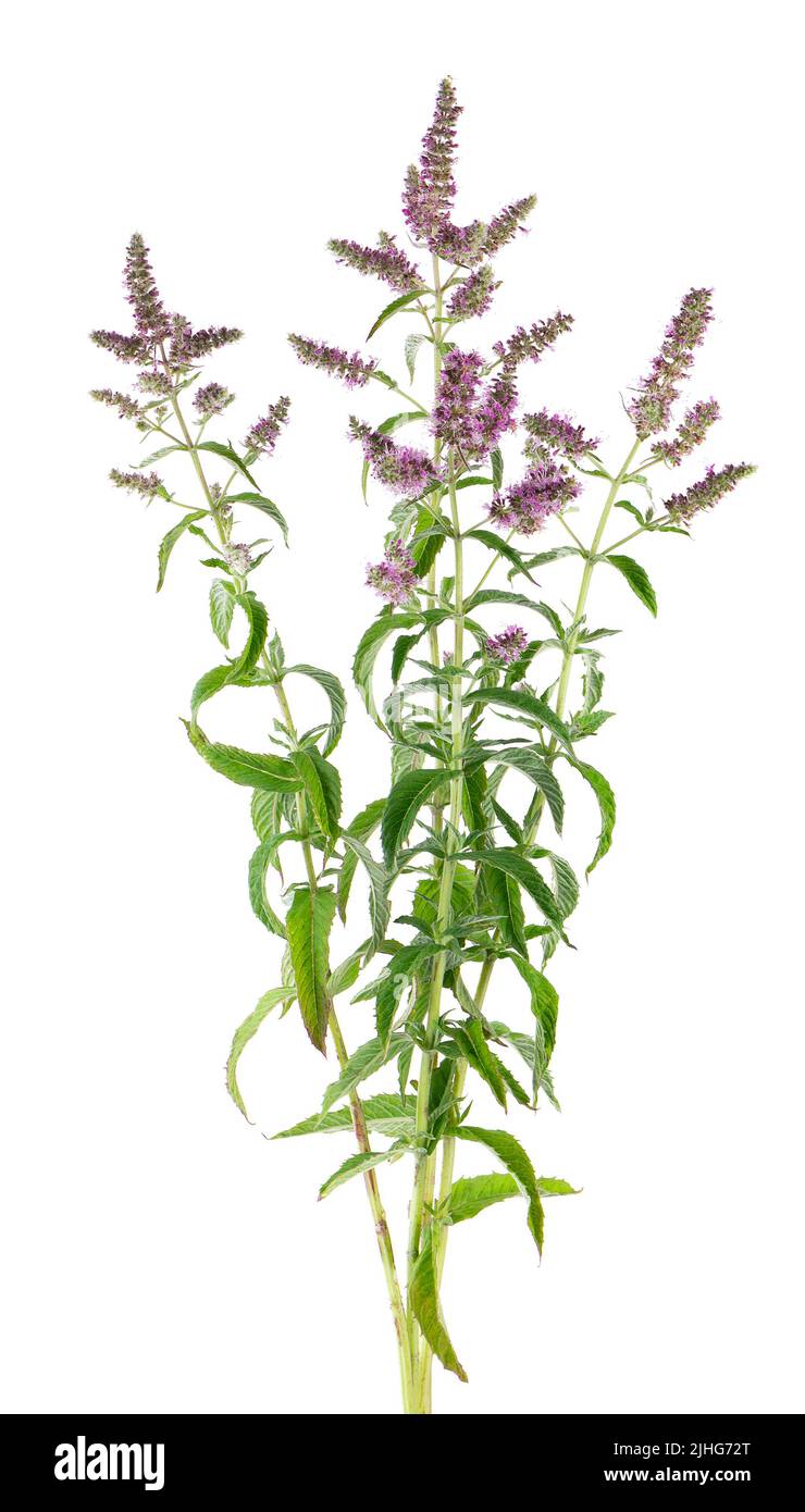 menta di cavallo d'argento con fiori, isolato su sfondo bianco. Mennha longifolia. Medicina di erbe. Tracciato di ritaglio Foto Stock