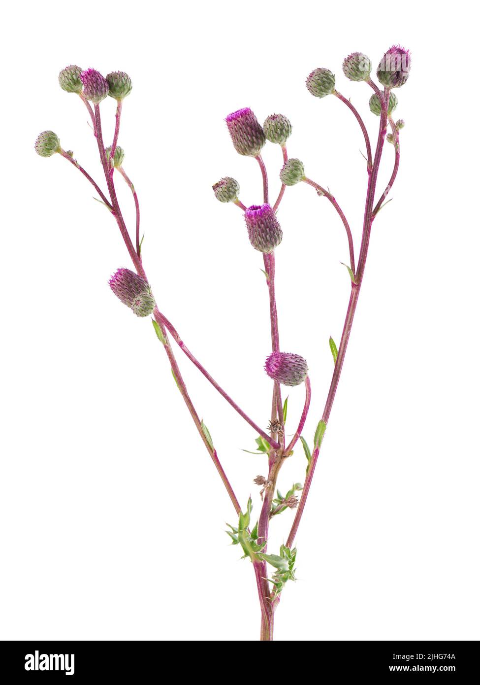 Cespuglio di arvense Cirsium con fiori, isolato su sfondo bianco. Medicina di erbe. Tracciato di ritaglio Foto Stock
